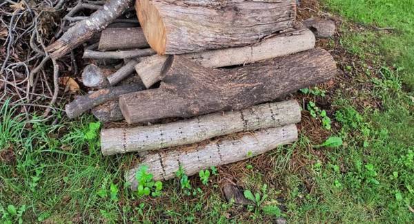 branches and logs 1