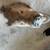 Javelina Mount 4 thumbnail
