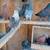 Fancy Pigeons - large variety 3 thumbnail