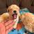 Toy Poodle 2 thumbnail