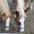 Draft-type Haflinger Horse 13 thumbnail