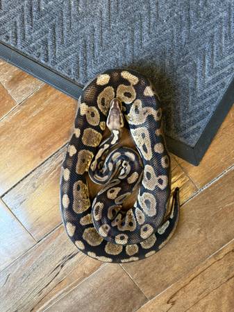 Ball pythons (Philadelphia)64024715360515122