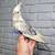 Tame cockatiels parrots 3 thumbnail