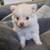 Pomeranian Puppies 3 thumbnail