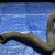Radiator Hose 1 thumbnail