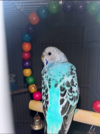 Rehoming 2 budgie parakeets w/cage 1