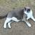 lost dark gray and white, large male cat 1 thumbnail