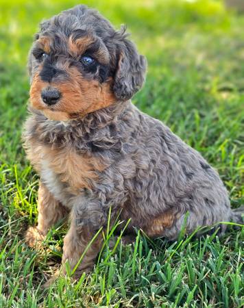 Bernedoodles (Renton)63911484069379121