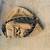MIZUNO GXC100 PROSPECT SERIES YOUTH CATCHERS GLOVE-LEFT HANDED 3 thumbnail