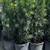Podocarpus plants .. make beautiful hedges 3 thumbnail