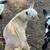 Nigerian Dwarf Goats 2 thumbnail