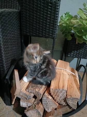 Kittens for adoption (richmond / point / annex)63995016839555120