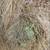 1st crop hay 1 thumbnail
