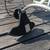 Echo GT-2400 Weed Trimmer 23cc 5 thumbnail