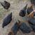 Chickens (black Australorp & Sex-link) For Sale!!! 2 thumbnail