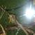 Micro dormice squirrels 2 female 9 thumbnail