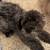 Chinese crested pup 3 thumbnail