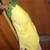 VINT HALLOWEEN PENGUIN PARADE HEAD COSTUME W/SUIT TOMATO &BANANA 15 thumbnail