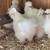 Chickens silkie 4 thumbnail