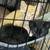 Adorable kittens ready for their forever home. 10 thumbnail
