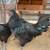 Ayam Cemani – $65 3 thumbnail