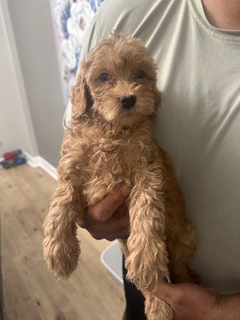 Mini golden doodles (Tomball)63859314877315124