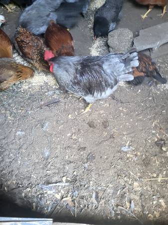 Rooster 1