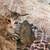 Free kittens 1 thumbnail