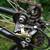 Cannondale Black Gold Cinelli Road Bike 700c 50cm 19 thumbnail