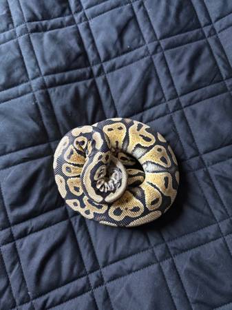 Serpiente: Pitón ball pastel - $10063471027456001122