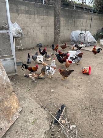 Chicken and Roosters 1