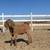 Goat Kids, does & Bucklings 1 thumbnail