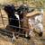 Two young dwarf goats 1 thumbnail
