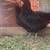 Ayam Cermani and Ayam Cermani/Easter Egger chicks 3 thumbnail