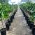 Rio Red Grapefruit Trees 5-6 Years old - 5-6 Feet Tall $120 11 thumbnail