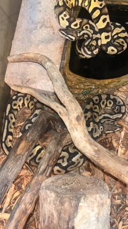 Ball pythons (Palm bay)63867089691521121