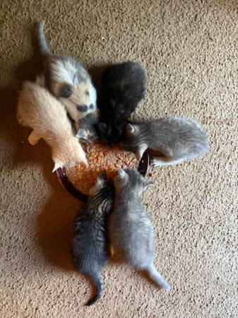Kittens in need of forever home (Daniels)63667748604673120