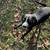 Dogs FREE to good homes 1 thumbnail