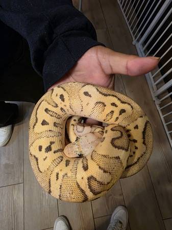 Eunique morph ball python (Cleveland)63686641421827124