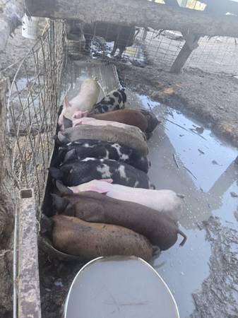Feeder pigs 1