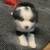 Mini Aussie 12 thumbnail