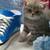 One Kitten Left Available! 60% off!! British Shorthair! 5 thumbnail