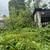 LAND CLEARING,TREE TRIMMING, GRASS CUTTING, BUSH TRIMMING, LANDSCAPING 4 thumbnail