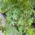 Green Leaf Maple 4 thumbnail