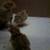 quail chicks, GR PYR 4 thumbnail