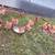 Red dumpling hens organic 2 thumbnail