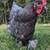 Blue Maran Pullets / Roosters / Chickens / Laying Hens 2 thumbnail