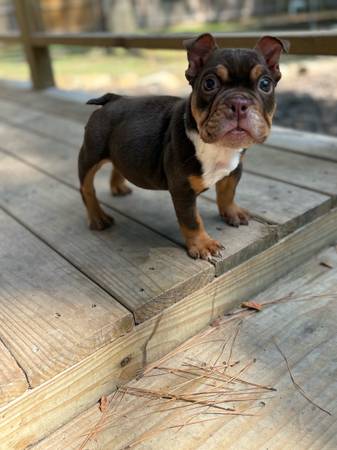Rehoming my beautiful mini english Bulldog (Missouri City)63859314262915120