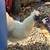 Silkie Roosters 3 thumbnail