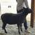 English Longwool sheep heritage breeds fiber Wensleydsle Teeswater Leicester ewe 12 thumbnail